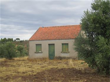 Beautiful Farm Land (27.750M2) With Olive Trees, Cork And Oaks Trees!!