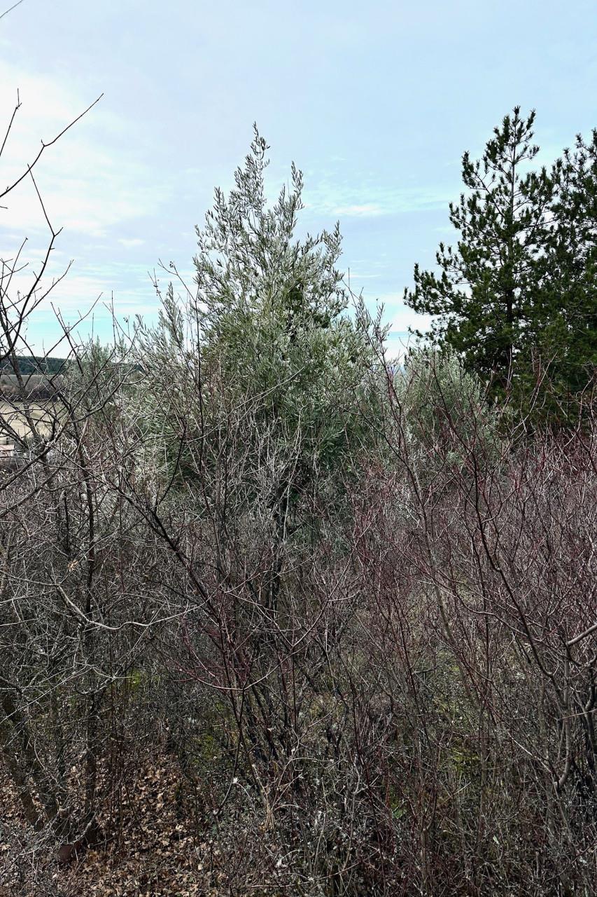 Building Land of 4220 m² with an adjoining agricultural plot o
