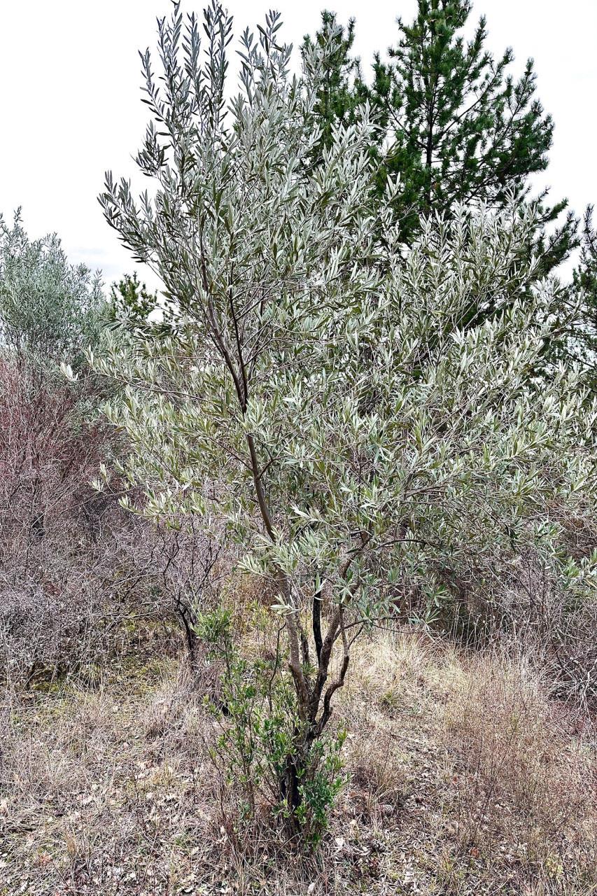 Building Land of 4220 m² with an adjoining agricultural plot o