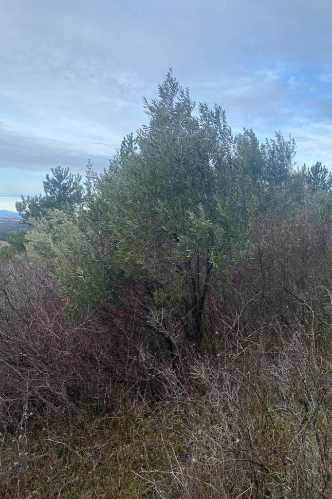 Building Land of 4220 m² with an adjoining agricultural plot o