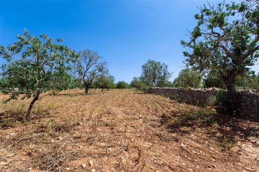 Terreno edificable con muros de piedra y árboles antiguos en Felanitx