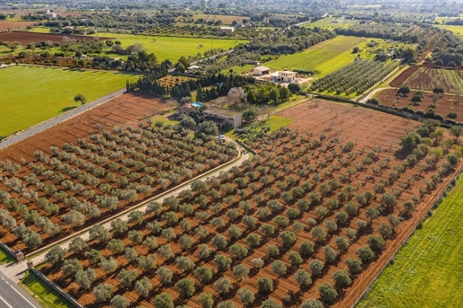 Finca with holiday license and olive tree plantation in Santa Eugenia