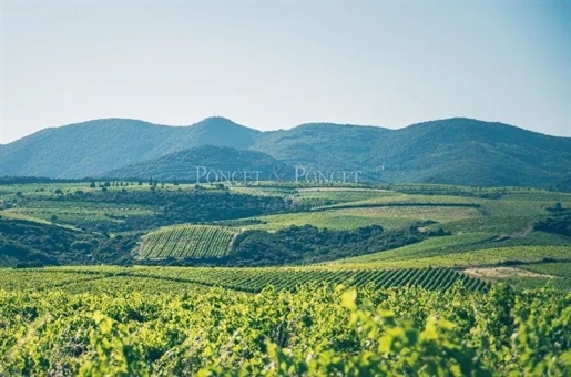 Vinogradarsko imanje Aop Faugères 9 ha Bio podrum i građevinsko zemljište.