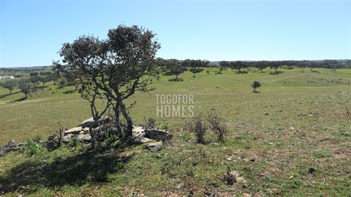 Huge plot of agricultural land with water and option to build, Ourique