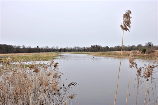 Dombes, property of forest and ponds on 133 ha