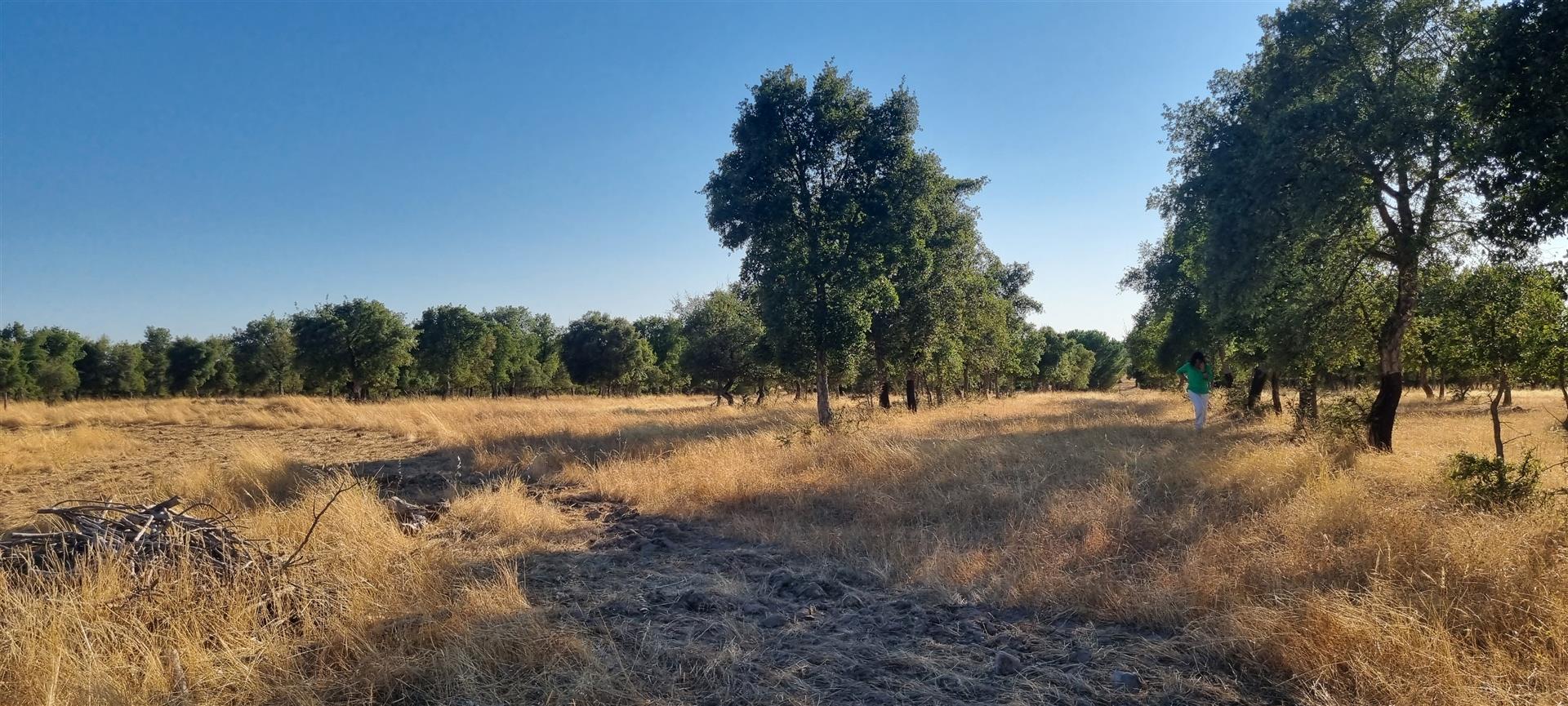 נכס עם בית של 200 מ"ר ושעם רכוב 