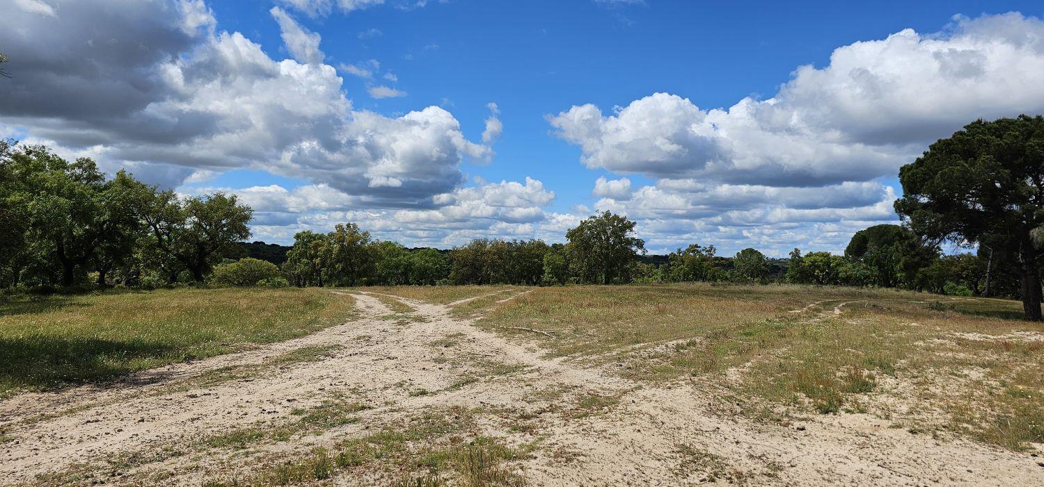 Purchase: Land (7480)