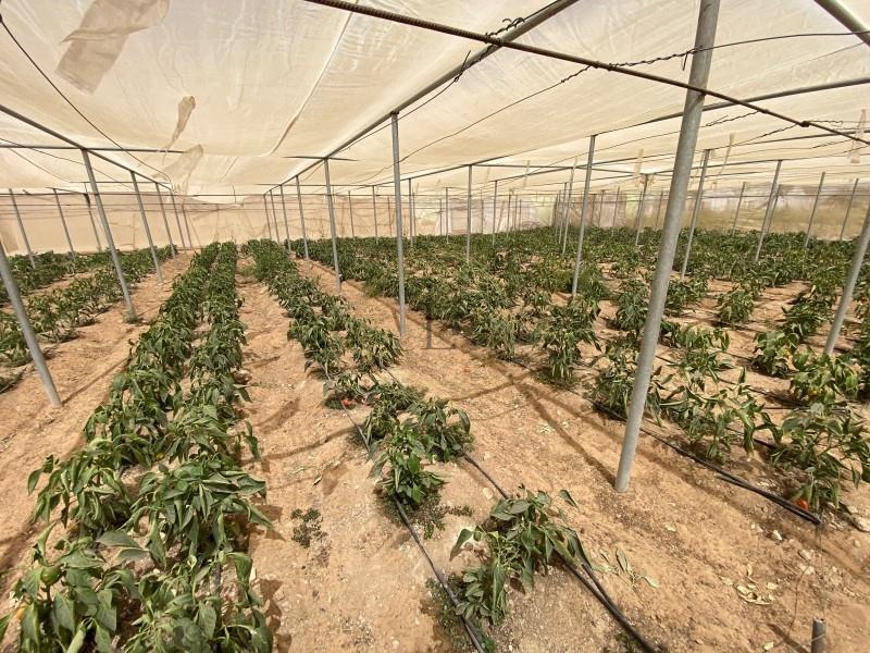 Fully Equipped Agricultural Property |Storeroom