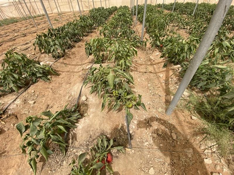 Fully Equipped Agricultural Property |Storeroom