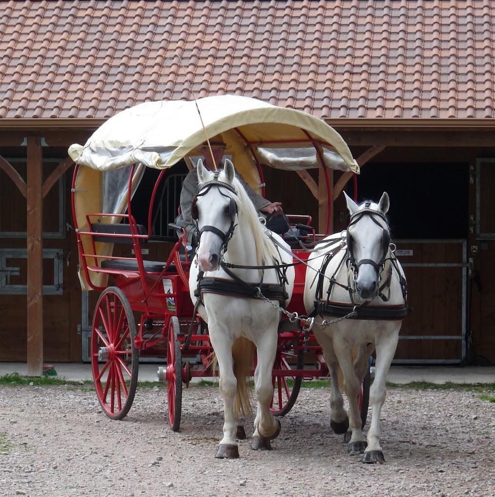 Stable and new house 