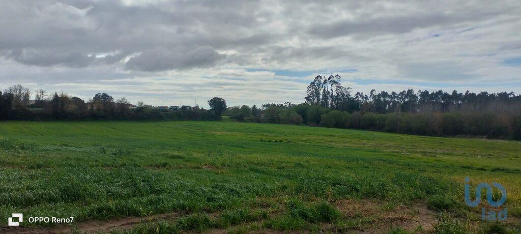 Tierras agrícolas en el Porto, Vila do Conde