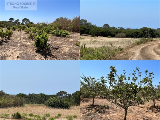 Terrain agricole avec arbres fruitiers, vignes, oliviers et pins, de 24.500 m2, construction d'une m