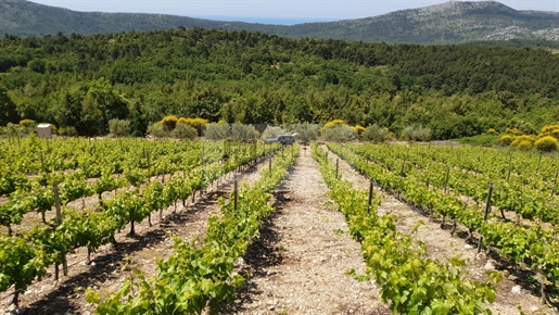 Vineyard with plantations of Plavac mali and olive grove on Pelješac (Kuna)