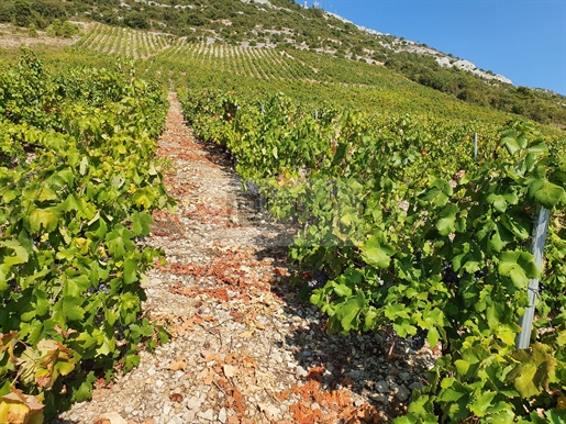 Vineyard with plantations of Plavac mali and olive grove on Pelješac (Kuna)