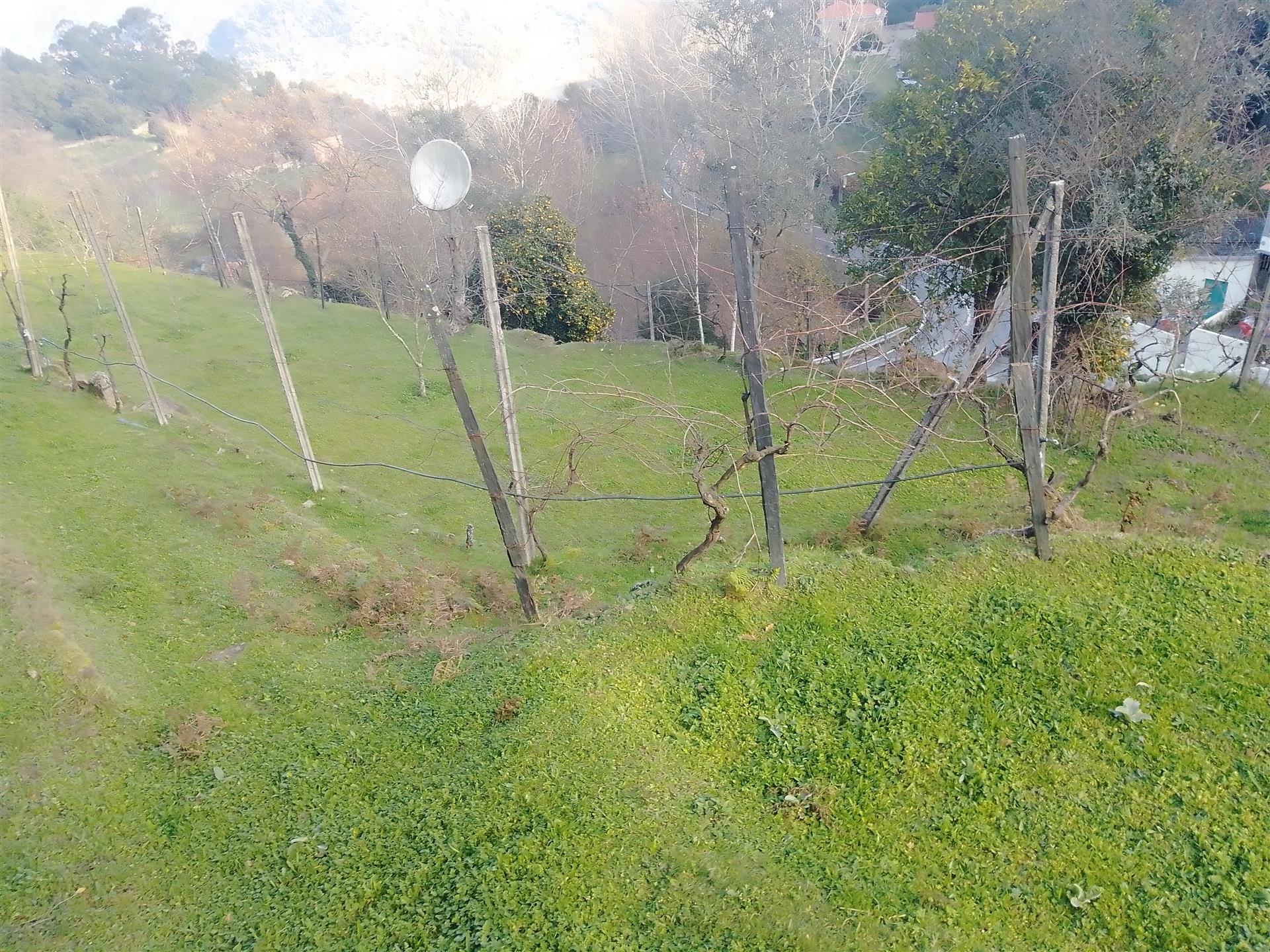 Rustic land in Cinfães - Viseu Land for sale in Cinfães - Viseu