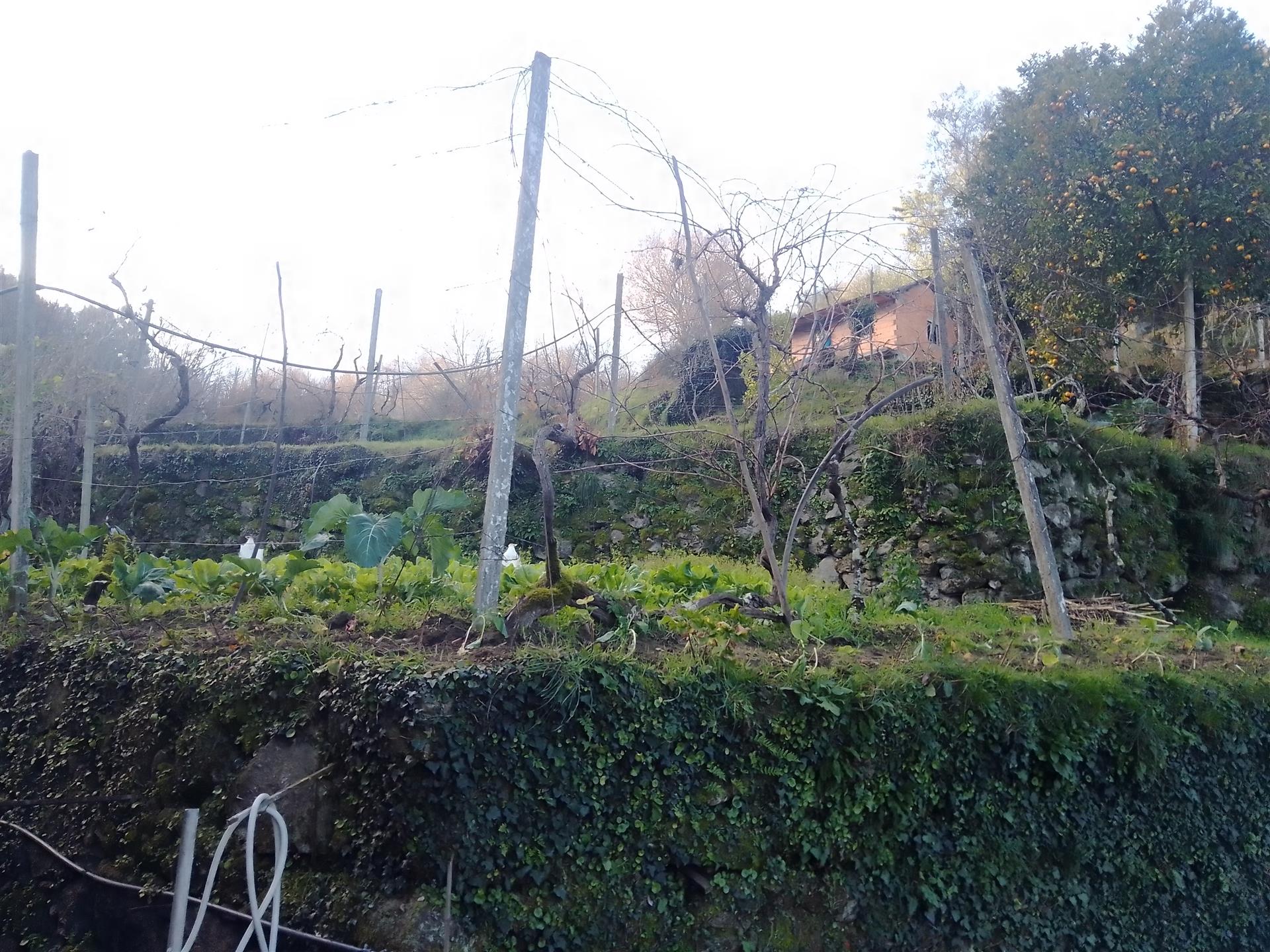 Rustic land in Cinfães - Viseu Land for sale in Cinfães - Viseu