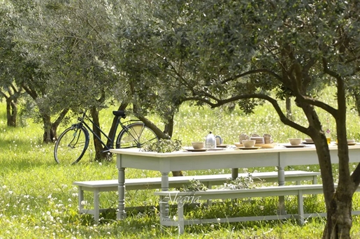 Hidden gem in Provence with stunning view and olive grove