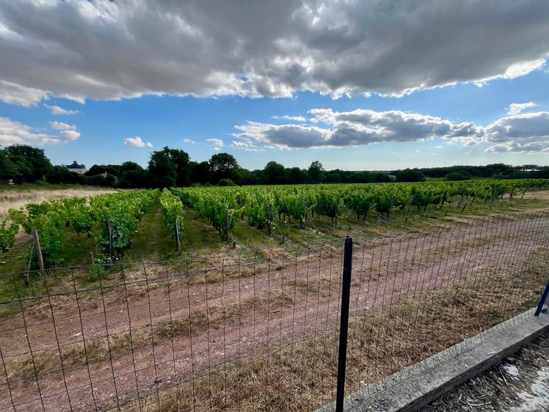 Rosnay (85320) in the heart of the vineyard house on full basement 4 bedrooms with veranda and anne