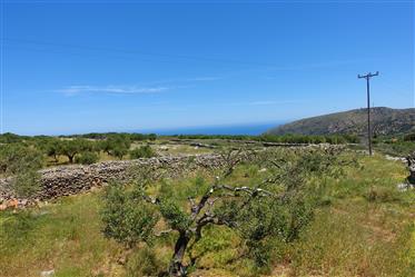 Building plot of 3500m2 with olive trees in Vrouhas, Elounda