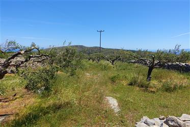  Terrain de 3500 m².m. Avec oliviers à Vroucha, Elounda