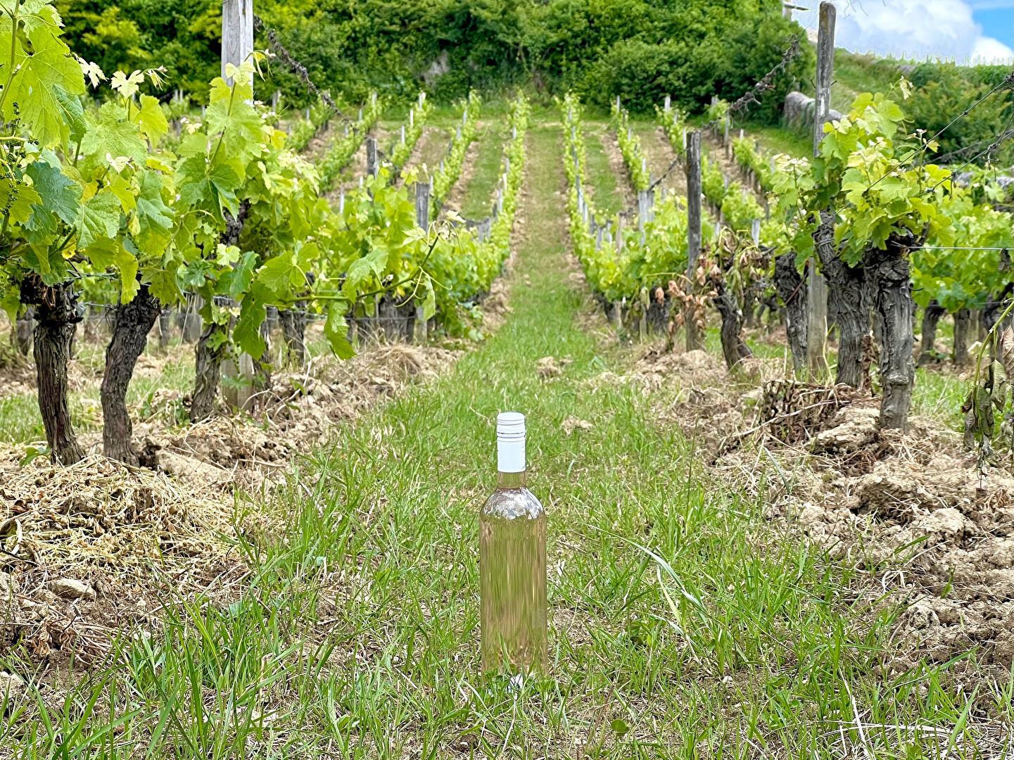 Aoc Bordeaux viñedo de más de 20 hectáreas
