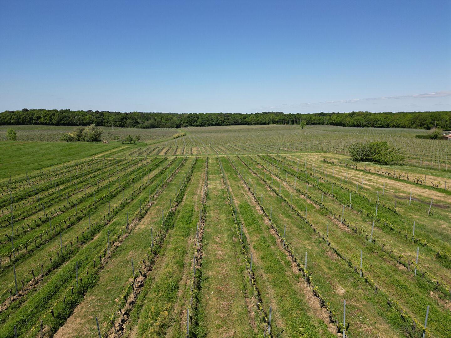 Aoc Bordeaux viñedo de más de 20 hectáreas