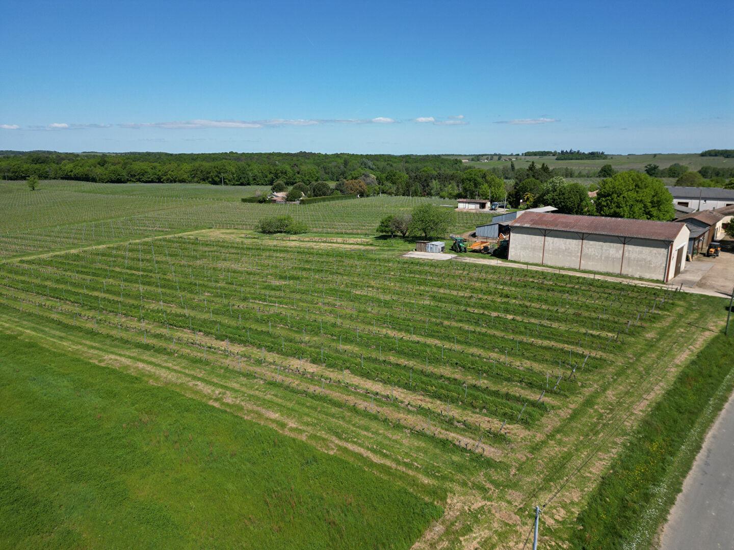 Aoc Bordeaux viñedo de más de 20 hectáreas