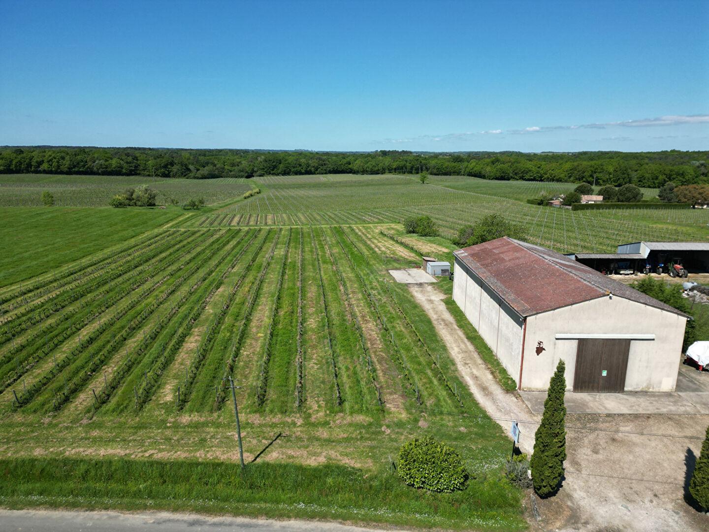 Aoc Bordeaux viñedo de más de 20 hectáreas