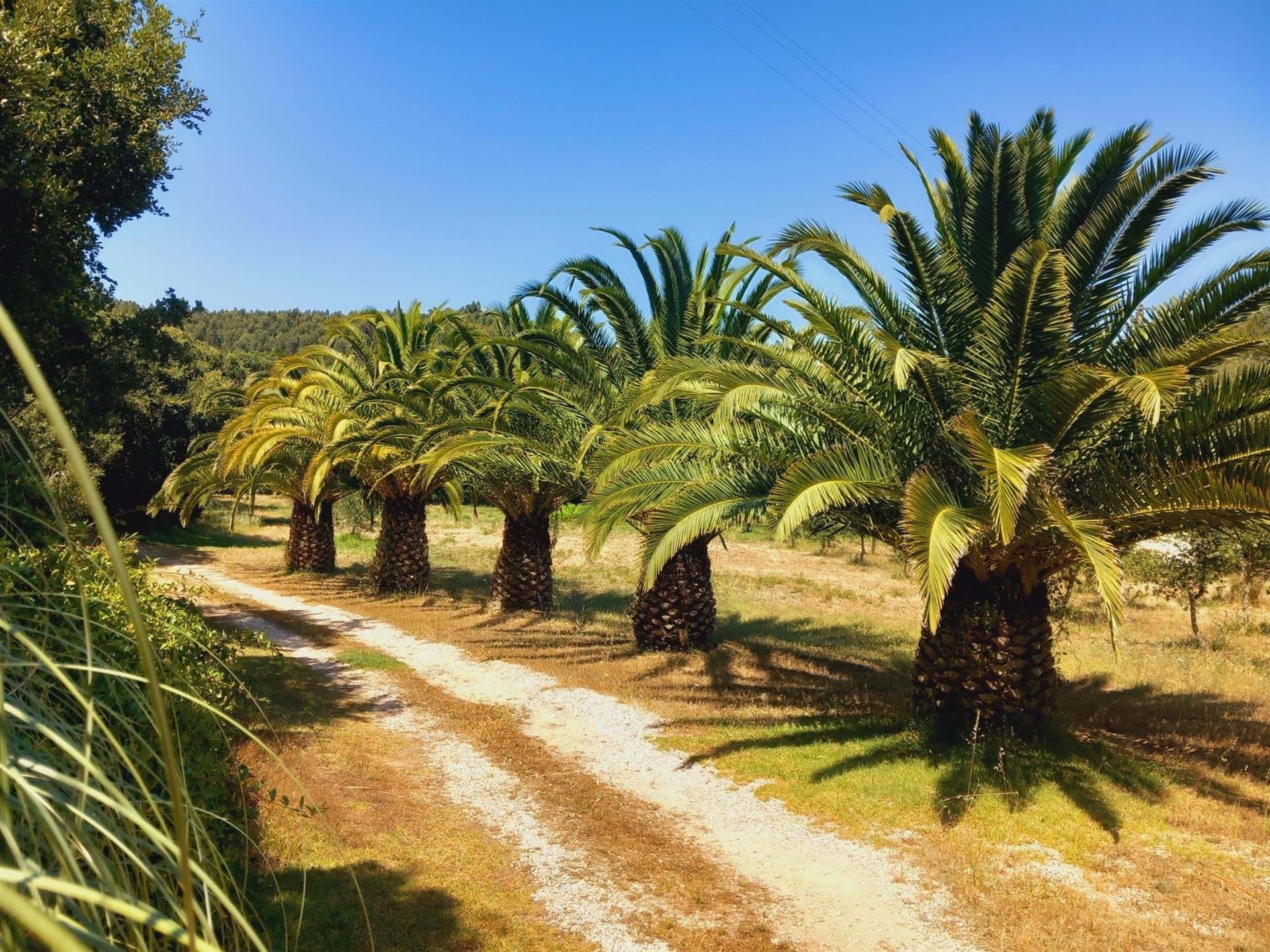 Lovely 4-Bed Country House with 6,5 Ha. Land, a lake and 2 Warehouses - Alfambras - Aljezur 