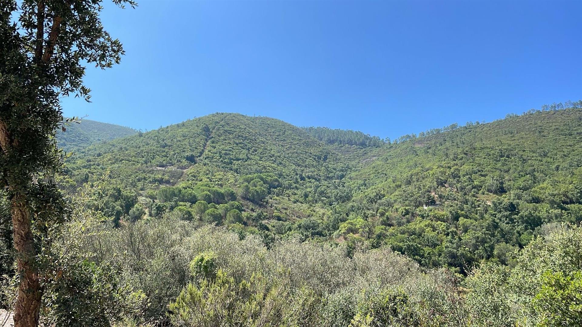 Terre paisible avec ruines à Barranco de Figueiras, 10 minutes d'Aljezur