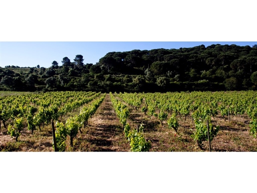 Farm Winery for exploration - Arrábida Hills