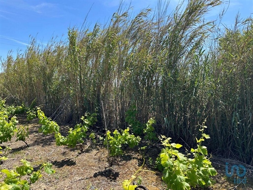 Terreno em Atouguia da Baleia de 1515,00 m²