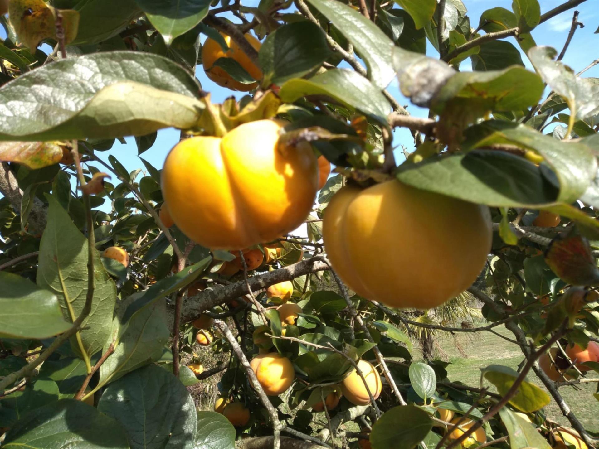 Casa à venda - Your Life in The Landes 40800 - Aire sur L'Adour?