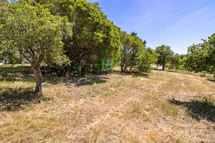 2 Appezzamenti di terreno rustico, con una superficie totale di 5.500 m2, con pozzo, vicino ad Alje