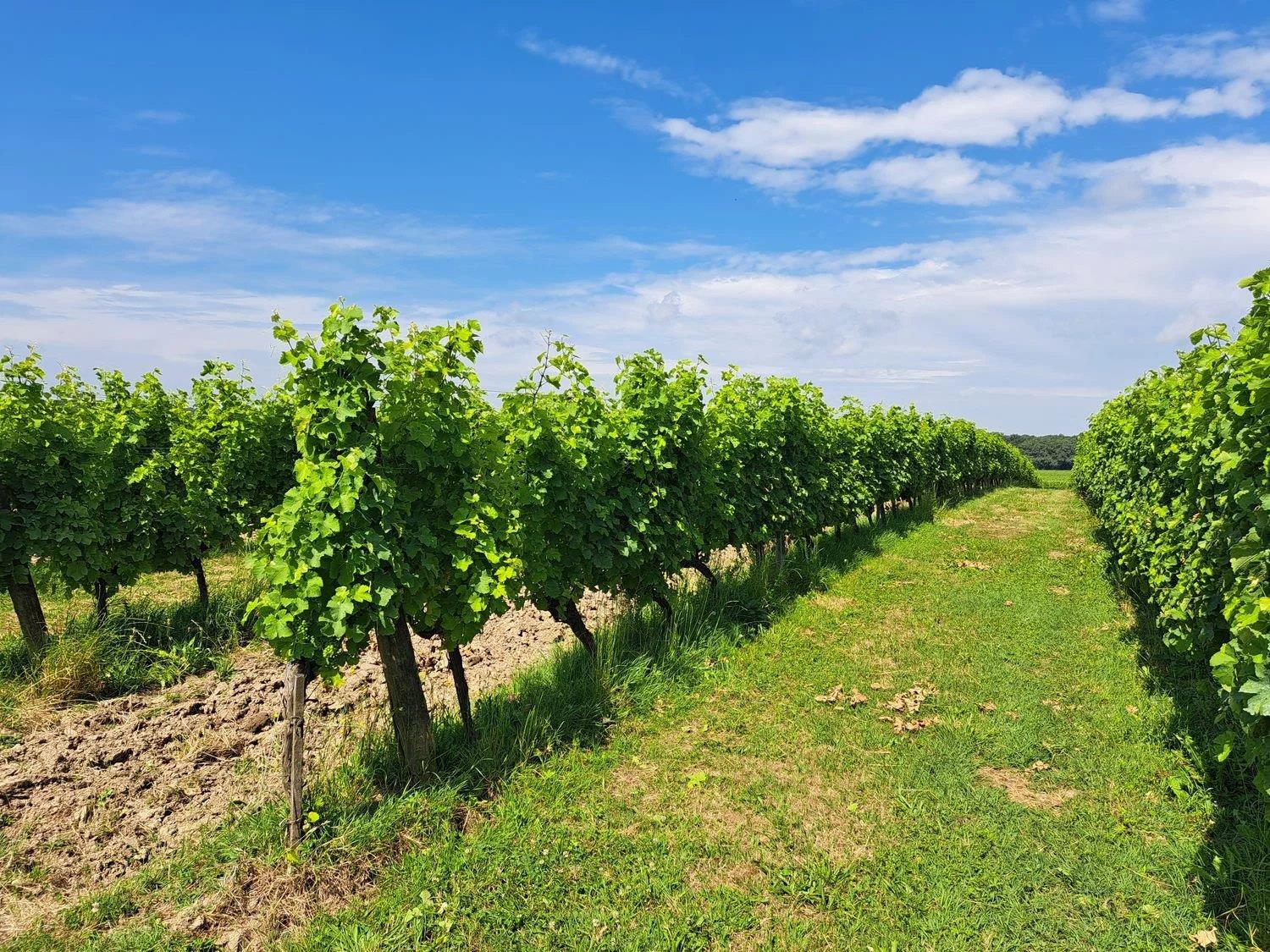 Finca de vino ecológico de 22 hectáreas - Ref 72