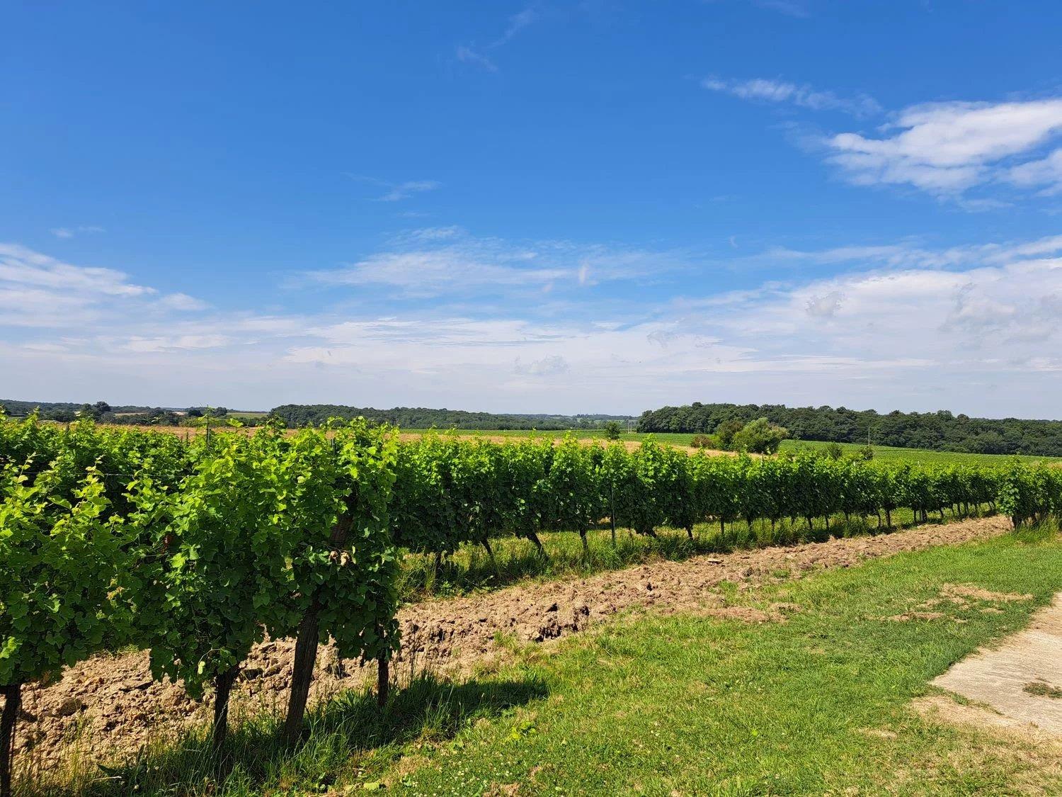 Finca de vino ecológico de 22 hectáreas - Ref 72
