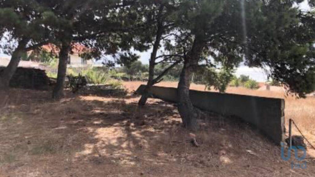 Tierra en el Madeira, Porto Santo