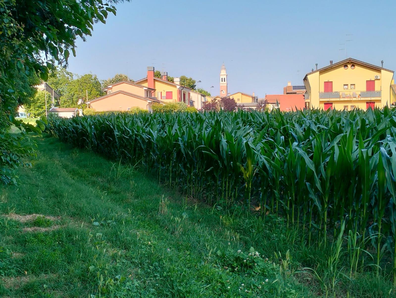 Excellent Plot of land for sale in Silvelle di Trebaseleghe Padua Veneto