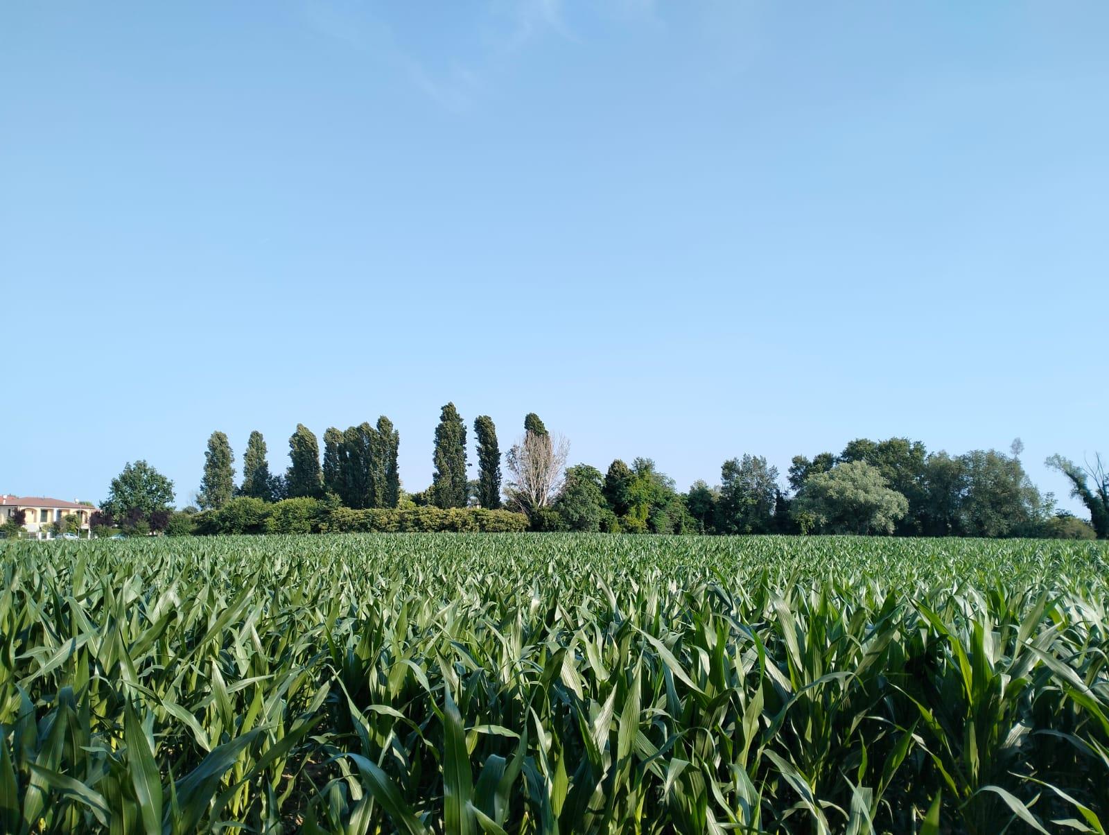Excellent Plot of land for sale in Silvelle di Trebaseleghe Padua Veneto