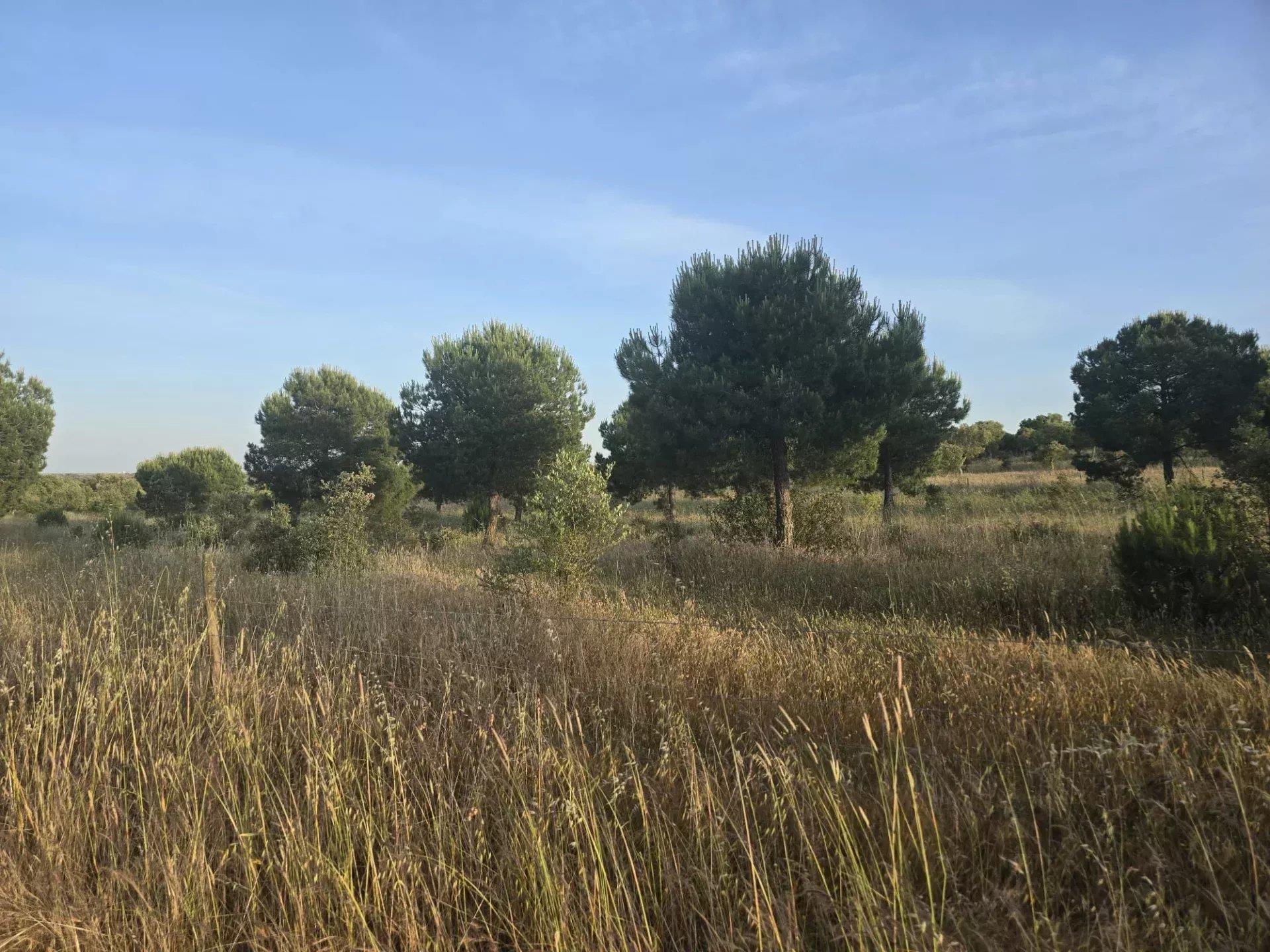 Baixo Alentejo - 55.9 ha of Freedom and Potential in Baixo Alentejo