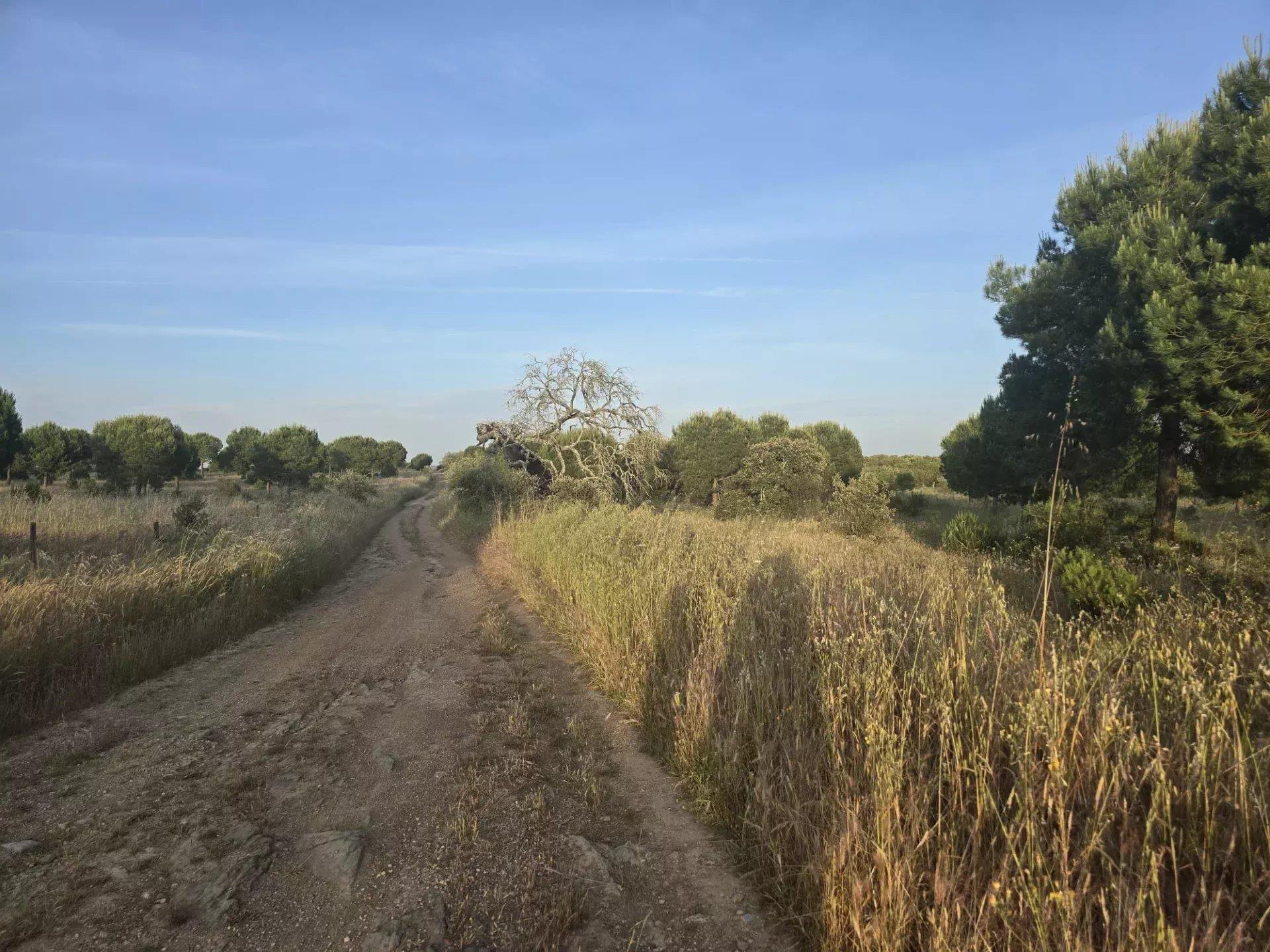 Baixo Alentejo - 55.9 ha of Freedom and Potential in Baixo Alentejo