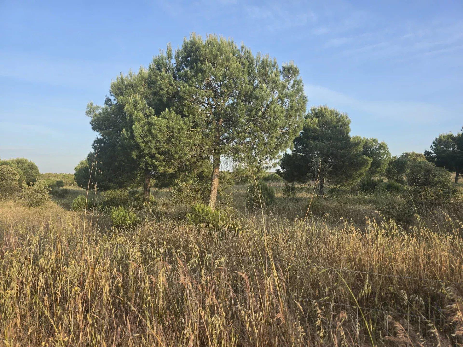 Baixo Alentejo - 55.9 ha of Freedom and Potential in Baixo Alentejo