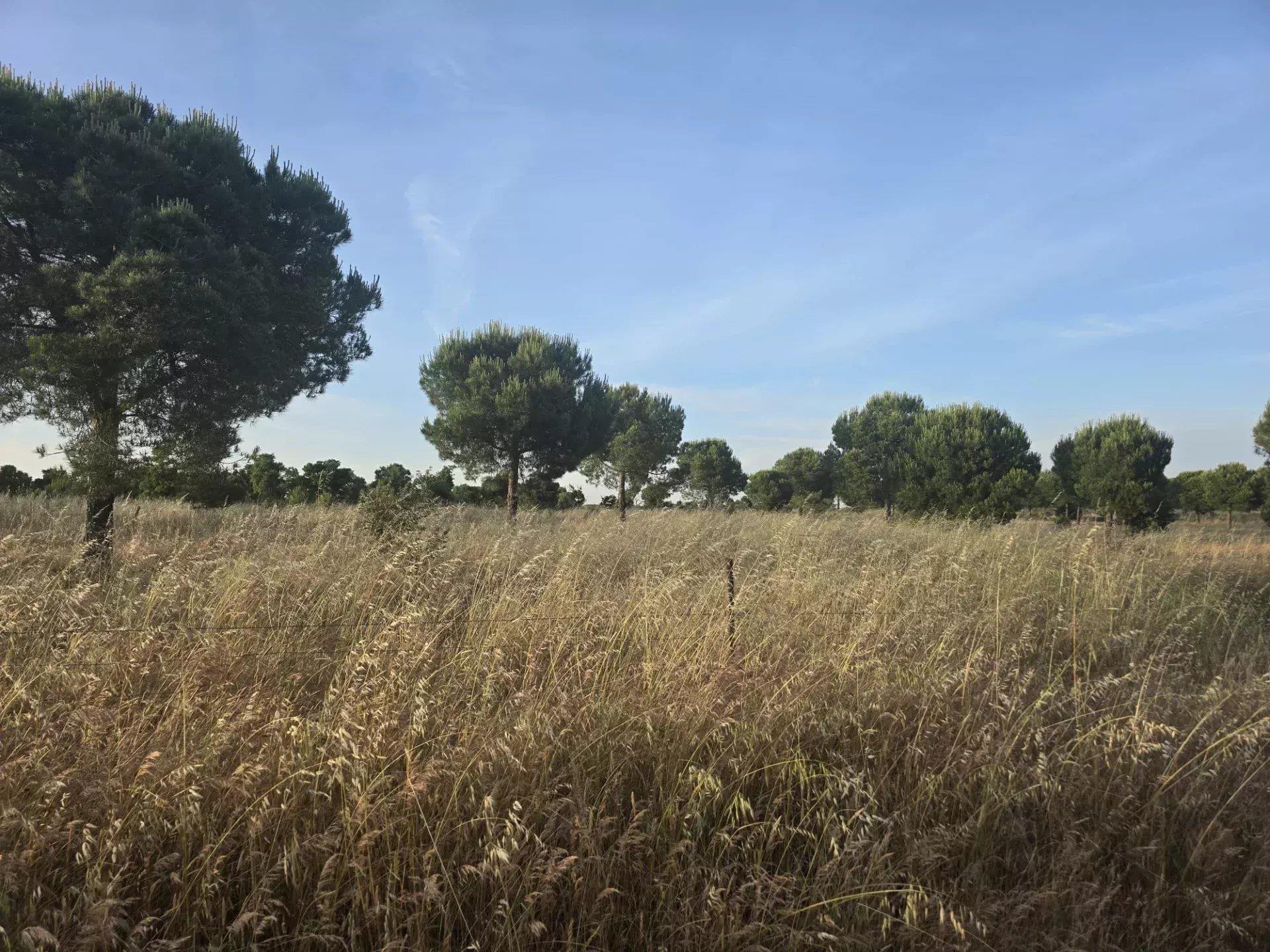 Baixo Alentejo - 55.9 ha of Freedom and Potential in Baixo Alentejo