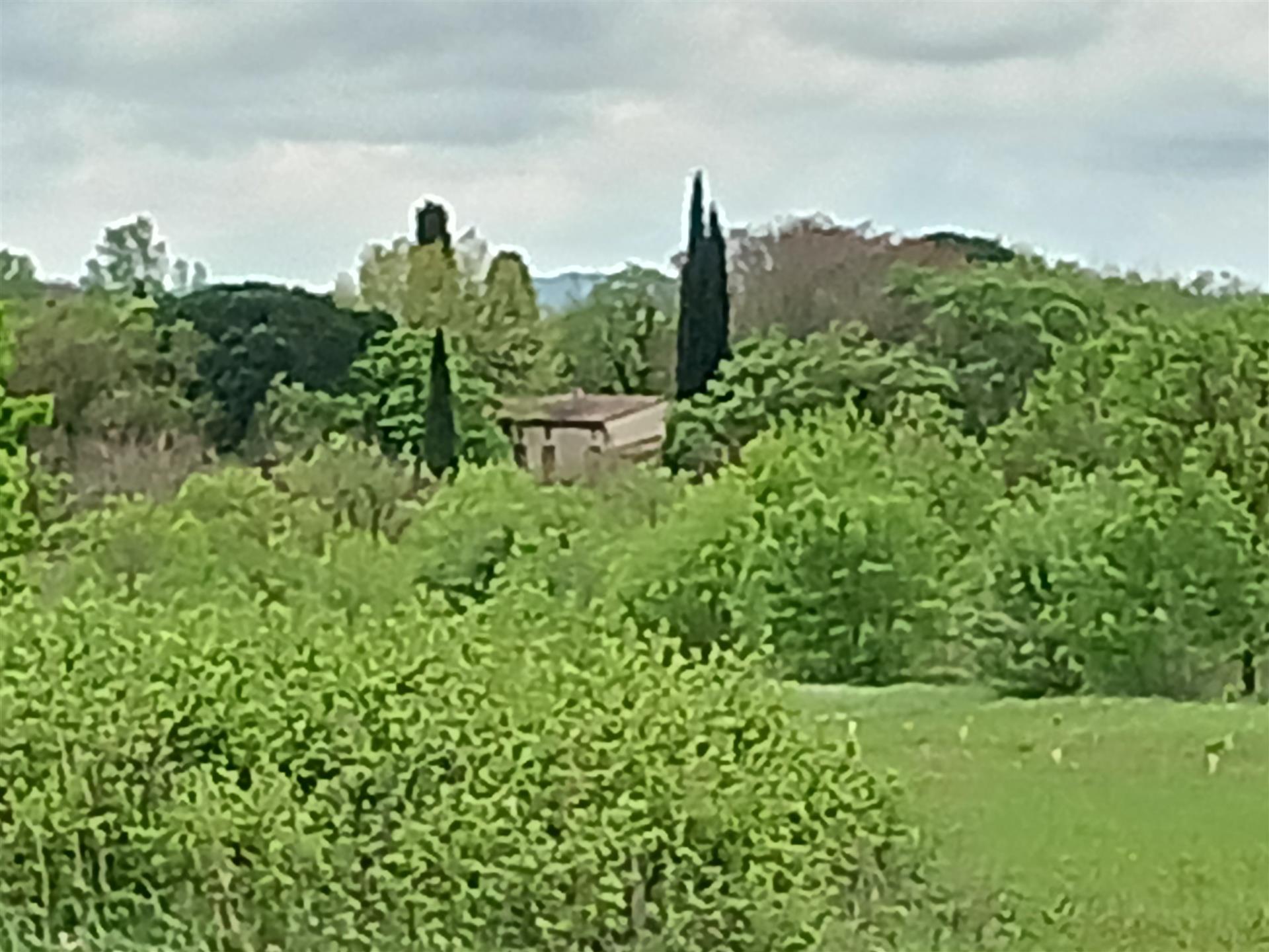 Casa de campo de caráter com 2 hectares de vinhedo orgânico