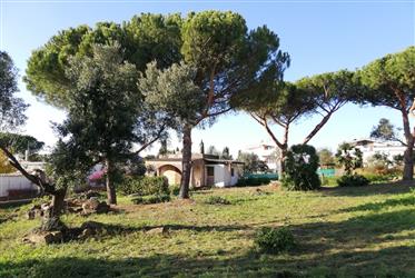 Civitavecchia, building plot, a hammock among the maritime pines