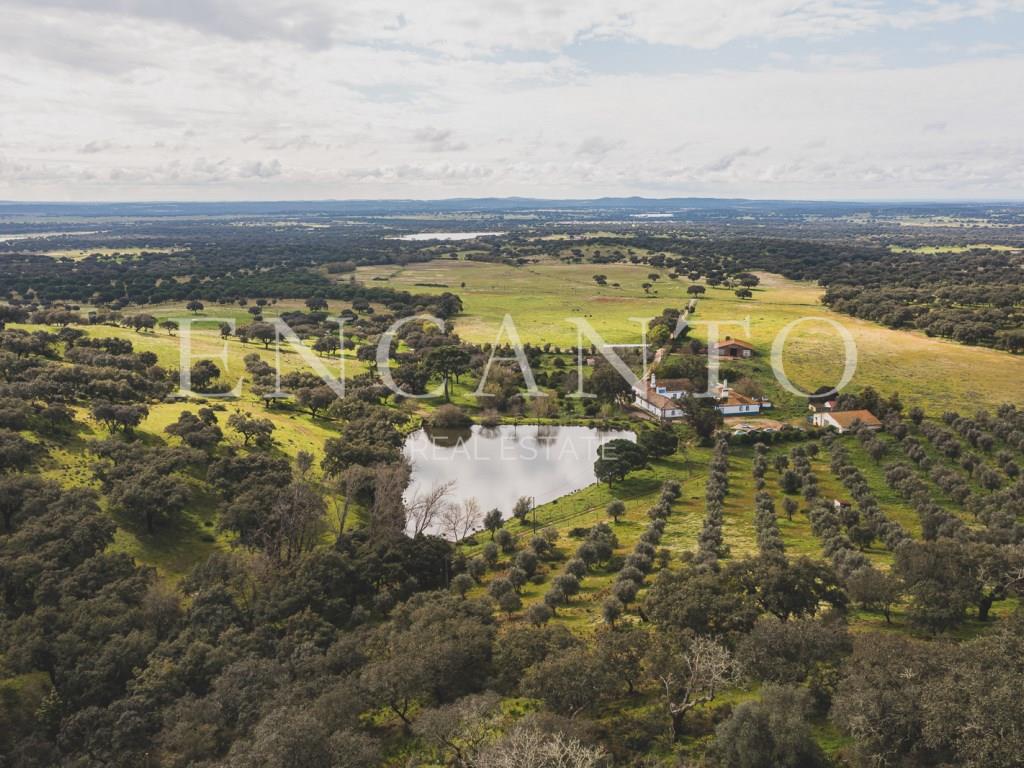 Estate with 182 hectares in the Montemor-o-Novo region - Alentejo