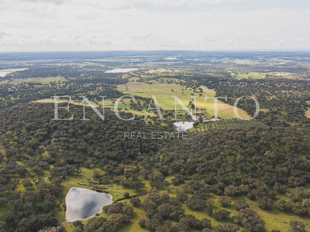 Estate with 182 hectares in the Montemor-o-Novo region - Alentejo