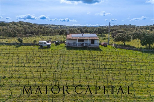 Landbouwgrond te koop in Oschiri