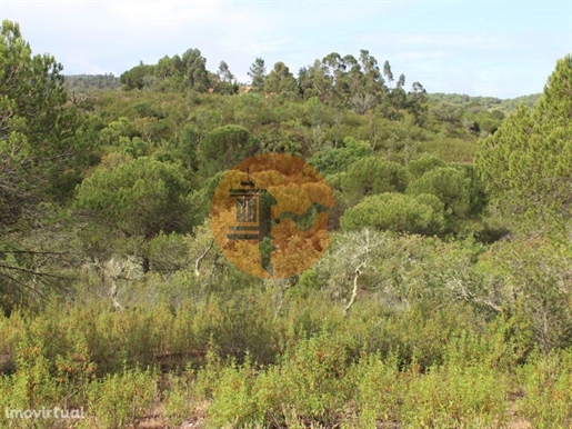 Heimat mit 80 Hektar mit Bebauung viabiliade von 50% der Fläche in sind bartolomeo de messines