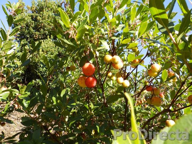 Αγορά : Κατοικία (3330)